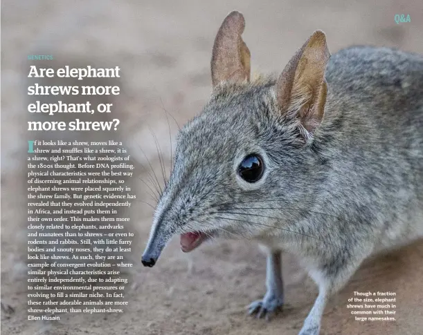  ??  ?? Ellen Husain
Though a fraction of the size, elephant shrews have much in common with their large namesakes.