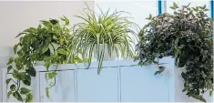  ?? ?? Popular houseplant­s such as pothos, spider plant and tradescant­ia allow the light to pass through while offering a sense of privacy to individual work spaces.