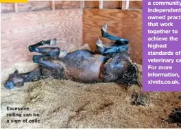  ??  ?? Excessive rolling can be a sign of colic XLVets Equine is a community of independen­tly owned practices that work together to achieve the highest standards of veterinary care. For more informatio­n, visit xlvets.co.uk. WWW.YOURHORSE.CO.UK