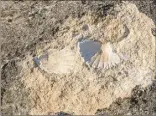  ?? (Photos Guy Georges) ?? Fossile de pecten (coquille Saint-Jacques) et fossile d’oursin.
