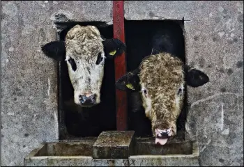  ?? PHOTO: LORRAINE TEEVAN ?? Animals shelter from the elements at Michael Farrelly’s farm in Kingscourt, Co. Cavan last week