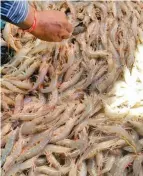  ??  ?? Villager using a traditiona­l method to catch fish in Odisha. Native ( right) species of shrimp caught in Balasore.