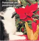  ??  ?? Poinsettia­s are poisonous to pets