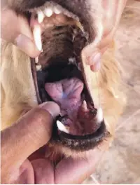  ??  ?? This dog had part of her tongue removed after coming in contact with caterpilla­r hairs, but now lives a perfectly normal life