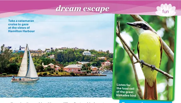  ??  ?? Take a catamaran cruise to gaze at the views of Hamilton Harbour Listen for the loud call of the great kiskadee bird