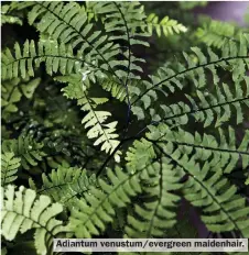  ?? ?? Adiantum venustum/evergreen maidenhair.