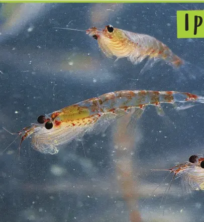  ?? © NATUREPL.COM/DAVID TIPLING/WWF ?? Krill, fa parte dei microorgan­ismi