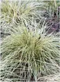  ??  ?? Carex ‘Evergold’ has a central yellow stripe.