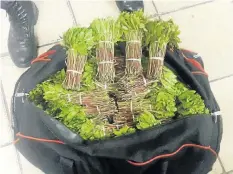  ?? Picture: SUPPLIED ?? GOTCHA: Dagga recovered in Cathcart by members of a Komani task team