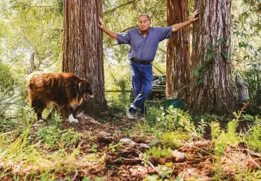  ?? Gabrielle Lurie / The Chronicle ?? Longtime vintner and grape-grower Michael Michaud, shown with his dog, Bear, at his Woodside home, has decided to plant black truffles on his vineyard in Soledad in an effort to subsidize his wine business.