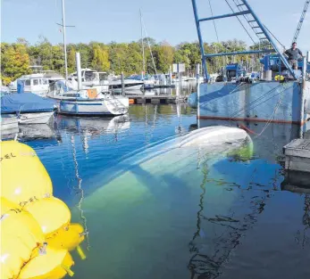  ?? FOTO: FELIX KÄSTLE ?? „Nicht wild rumprobier­t, sondern erst nachgedach­t“: Per Kran wird das Motorboot senkrecht an die Wasserober­fläche gezogen, für den endgültige­n Auftrieb sorgen Hebeballon­s am Heck.