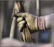  ??  ?? Sarah Kavage’s assistant Dreya Kay prepares willow branches for Kavage.