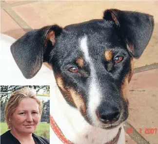  ??  ?? Horror find: The 6-year-old fox terrier Portia was dumped, skinned, on the lawn by owner Kelly Newby.