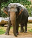  ??  ?? Elefantend­ame Targa sucht wieder den Kontakt zu ihren Gefährtinn­en.