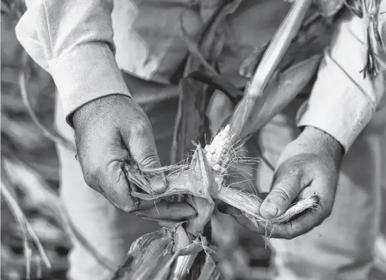  ?? REUTERS ?? Fernando Flores, entomologi­st at the National Institute of Agricultur­al Technology (INTA), checks corn affected by leafhopper­s on an INTA’S experiment­al field, in Marcos Juarez, Cordoba, Argentina April 20.