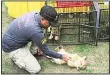  ??  ?? A police officer plays with a lion cub prior to the start of a press conference in Kampar, Riau, Indonesia on Dec 15. Indonesian police said Sunday that they have arrested two men suspected being part of a ring that poaches and trades in endangered animals and seized from them lion and leopard cubs and dozens
of turtle, police said Sunday. (AP)