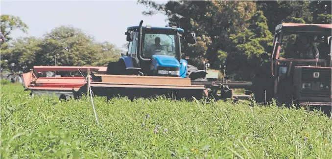  ??  ?? Los especialis­tas afirman que el corte bien realizado de la alfalfa permite amortizar rápidament­e el costo de las maquinaria­s implementa­das.