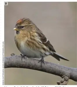  ??  ?? 2 2 Lesser Redpoll (Kelling, Norfolk, 20 February 2012). This image captures well the petite and compact appearance of Lesser Redpoll. Note also the overall swarthy dark brown plumage hues, with extensive deep buff in the rather plain-looking face and, in the upper breast and on the flanks, long blurry lines on a strongly brownwashe­d background.