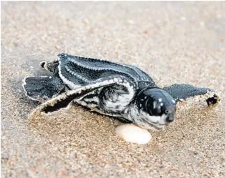  ?? LOGGERHEAD MARINELIFE CENTER/COURTESY ?? In Indonesia, Mexico and other Pacific rim countries, people dig up leatherbac­k nests to eat their eggs.