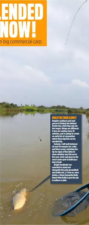  ??  ?? BUILD THE SWIM SLOWLY Regular casting is part and parcel of fishing the Method feeder but, when big carp are the target, things are different. If you are casting every 10 minutes, you’re going to create an awful lot of commotion which these big fish can be spooked by.
Instead, I will wait between 20 and 30 minutes for a bite and then recast, watching the tip for signs of line bites to show whether any fish are in the area. Each cast goes to the exact same spot to build up a bed of bait.
Bright hookbaits are essential to stand out alongside the pale groundbait and boilie mix. A 7mm or, even better, a 9mm Dynamite Baits Match Mini Boilie is just the job in yellow or pink.