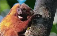  ?? SILVIA IZQUIERDO/AP PHOTO ?? A Golden Lion Tamarin holds on to a tree Thursday in the Atlantic Forest region of Silva Jardim in Rio de Janeiro state, Brazil.