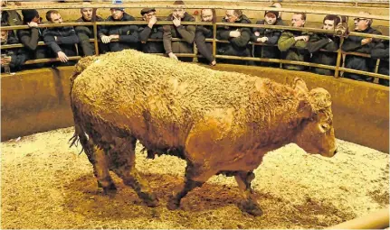  ?? Photo: Roger Jones ?? At the Carnew Mart Fatstock Show and Sale, this CHX weighing 966kg sold for €2,900.