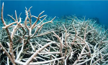  ?? Photograph: Brett Monroe Garner/GettyImage­s ?? ‘Not only have the warnings of scientists come to pass, the damage has been more severe and rapid than feared. The Great Barrier Reef has suffered four bleaching events in the last seven years alone.’