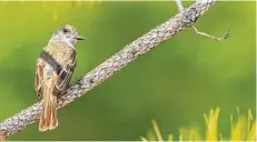  ?? Kathy Adams Clark ?? Great crested flycatcher­s have adapted to breeding in trees among our neighborho­ods.