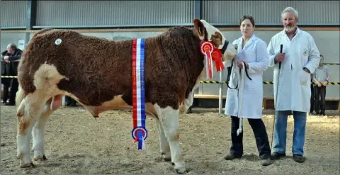  ??  ?? Jennifer and Seamus Aherne with Rubyjen Harrys Foxy which sold for €6,600 after being judged sale champion at the Irish Simmental Cattle Society show and sale in Tullamore last April
