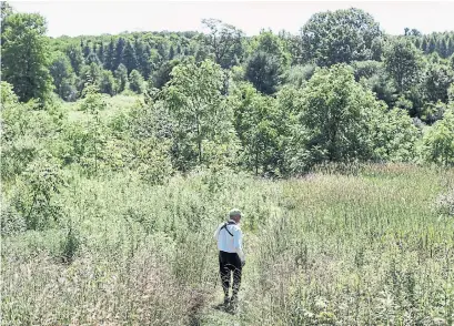  ?? NICK KOZAK PHOTOS FOR THE TORONTO STAR ?? “Our grandchild­ren’s grandchild­ren will be able to walk in Happy Valley Forest,” David Love says of the nature reserve.