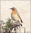  ?? Photo: Peter Dobson ?? An absolutely stunning photograph of a wheatear taken at Blackwater­foot.