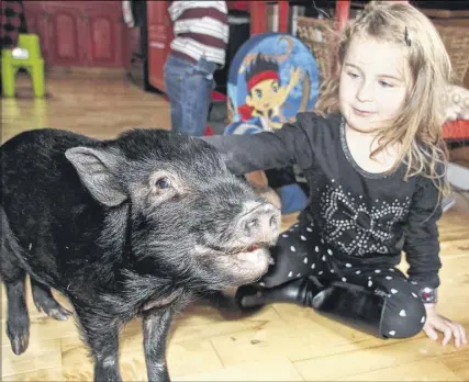  ?? LYNN CURWIN/TRURO NEWS ?? Five-year-old Teagan Sullivan enjoys feeding George treats. George is a pet pig who is staying Nuttby Mountain while his owner is working in the Yukon.
