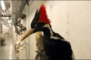  ?? HAVEN DALEY — THE ASSOCIATED PRESS ?? An ivory-billed woodpecker specimen is on a display Sept. 24 at the California Academy of Sciences in San Francisco.