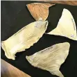  ?? MNQOBI ZUMA ?? A 3D-printed and painted replica of shark fins presented at TRAFFIC’s training.
|