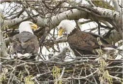  ?? BERTRAND LECLERCQ ?? Two adult eagles care for two eaglets in a nest in an undisclose­d location in a Will County forest preserve. It is one of two eagle nests known to be in the preserves.