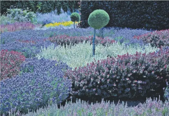  ??  ?? Tantalizin­g knot gardens on the grounds of the historic Filoli mansion near Woodside, Calif., were created using great drifts of lavender, horehound, barberry, myrtle and germander varieties selected for their color and texture. Rosemary topiaries are...