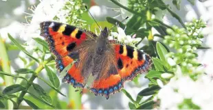  ??  ?? “This tortoisesh­ell butterfly was in my garden enjoying the flowers on the hebe,” says Tricia Brown of Meigle. “I thought your readers might like its colours, which are so lovely, particular­ly the blue round the edge of the wings.”