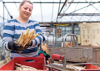  ??  ?? Eine Saisonarbe­iterin bei der Arbeit: Spargelste­chen ist ein Knochenjob.