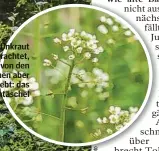  ?? ?? Als Unkraut verachtet, von den Bienen aber geliebt: das Hirtentäsc­hel