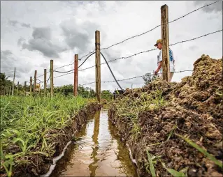  ?? ALLEN EYESTONE / THE PALM BEACH POST ?? Michael Catron, owner of Southern Native Nursery on Seminole Pratt Whitney Road in Loxahatche­e, watches water flow Monday through a trench dug by his workers to relieve floodwater­s that were drowning the plants in his nursery. Catron has owned the...