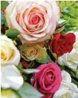  ?? Foto: J. Leitenstor­fer ?? Zum Valentinst­ag gibt es Rosen, zum Beispiel in Senden.