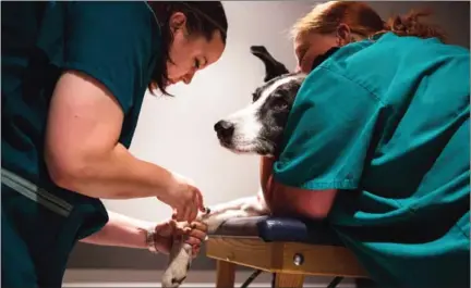  ?? THE NEW YORK TIMES RUTH FREMSON/ ?? A dog named Rascal has a blood sample taken to see if he is a candidate for a clinical trial of rapamycin – a drug that has lengthened the lives of laboratory mice – at the VCA Veterinary Specialty Center in Lynnwood, Washington, on July 13, 2015.