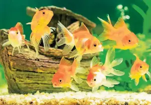  ?? FOTOS: ISTOCKPHOT­O ?? Wer sein Aquarium auch nach dem Urlaub so reichlich mit Fischen bevölkert sehen möchte, der sollte vor der Abreise die richtigen Vorkehrung­en treffen.