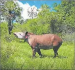  ?? GZA: EMANUEL GALETTO/ CLT ?? NATURALEZA. El oso hormiguero, el venado de las Pampas y el tapir; algunas de las poblacione­s que se lograron restaurar en el Iberá.