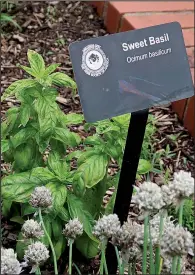  ??  ?? Sweet basil is one of many edible plants in the Arkansas School for the Blind and Visually Impaired’s Garden of Exploratio­n.