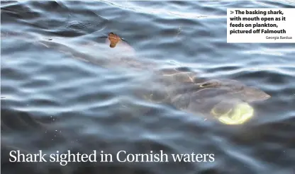  ?? Georgia Bardua ?? > The basking shark, with mouth open as it feeds on plankton, pictured off Falmouth