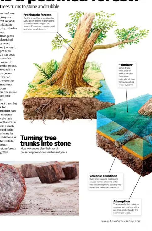  ??  ?? Prehistori­c forests Conifer trees that once stood as lush, green forests in prehistori­c Arizona reached heights of around 60 metres, concentrat­ed near rivers and streams.
The Petrified Forest was designated a national park in 1962 Volcanic eruptions “Timber!” When these trees died or were damaged they would naturally fall into the surroundin­g water systems. Over time volcanic explosions caused tonnes of ash to enter into the atmosphere, settling into water that trees had fallen into. Absorption The minerals that make up volcanic ash, such as silica, are then soaked up by the submerged wood.
