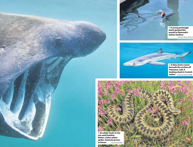  ?? Alexander Mustard MBE ?? > A blue shark cruises beneath the surface off Penzance. Left: A basking shark in Cornish waters