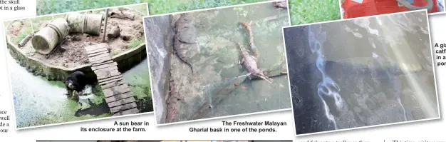  ??  ?? A sun bear in its enclosure at the farm. The Freshwater Malayan Gharial bask in one of the ponds. A giant catfish in a pond.