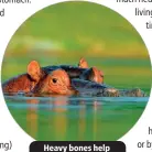  ?? ?? Heavy bones help hippos stay submerged.